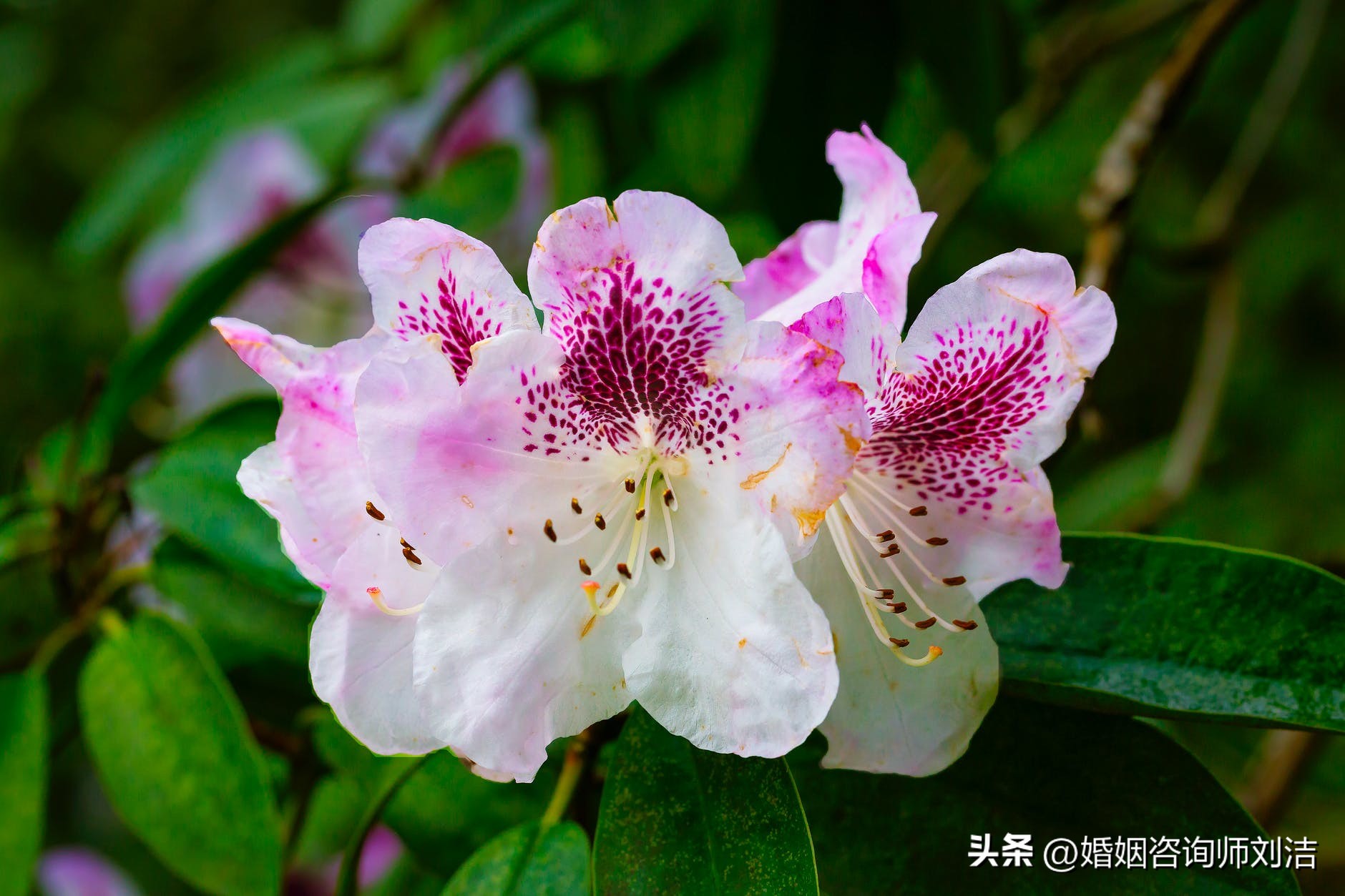 挽救婚姻的机构_婚姻挽救师_挽救婚姻婚姻